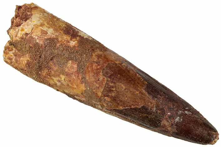 Fossil Spinosaurus Tooth - Real Dinosaur Tooth #311312